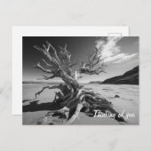Driftwood boomstam B&W foto Briefkaart (Voorkant / Achterkant)