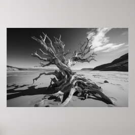 Driftwood boomstam B&W foto Poster
