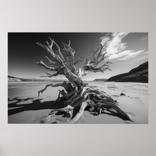 Driftwood boomstam B&W foto Poster