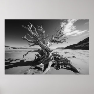 Driftwood boomstam B&W foto Poster