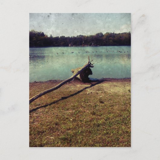 Driftwood Briefkaart (Voorkant)