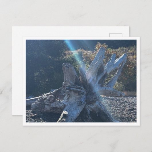 Driftwood Briefkaart (Voorkant / Achterkant)