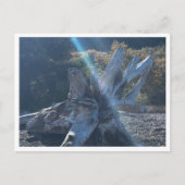 Driftwood Briefkaart (Voorkant)