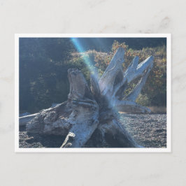 Driftwood Briefkaart