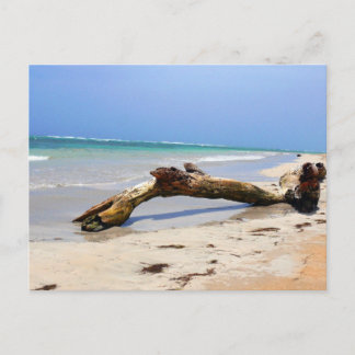 Driftwood Briefkaart
