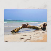 Driftwood Briefkaart (Voorkant)