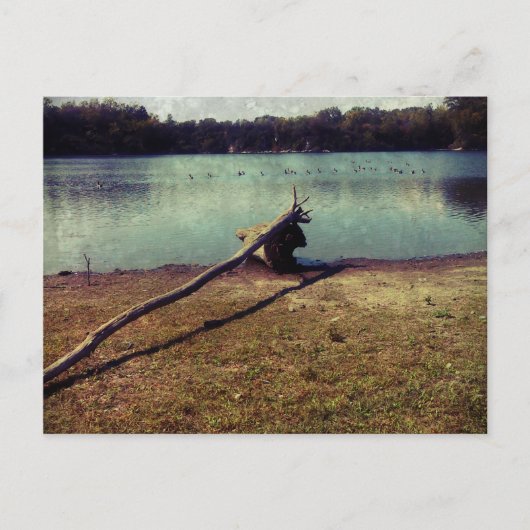 Driftwood Briefkaart (Voorkant)