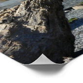 Driftwood Coast Beach Natuur Foto Poster (Hoek)
