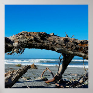 Driftwood Coast Beach Natuur Foto Poster