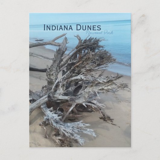 Driftwood Indiana Dunes National Park Magnet Briefkaart (Voorkant)