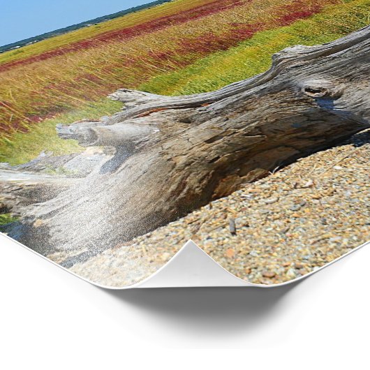 Driftwood Marsh Photo Print Foto Afdruk (Hoek)