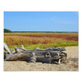 Driftwood Marsh Photo Print Foto Afdruk (Voorkant)