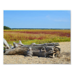 Driftwood Marsh Photo Print Foto Afdruk