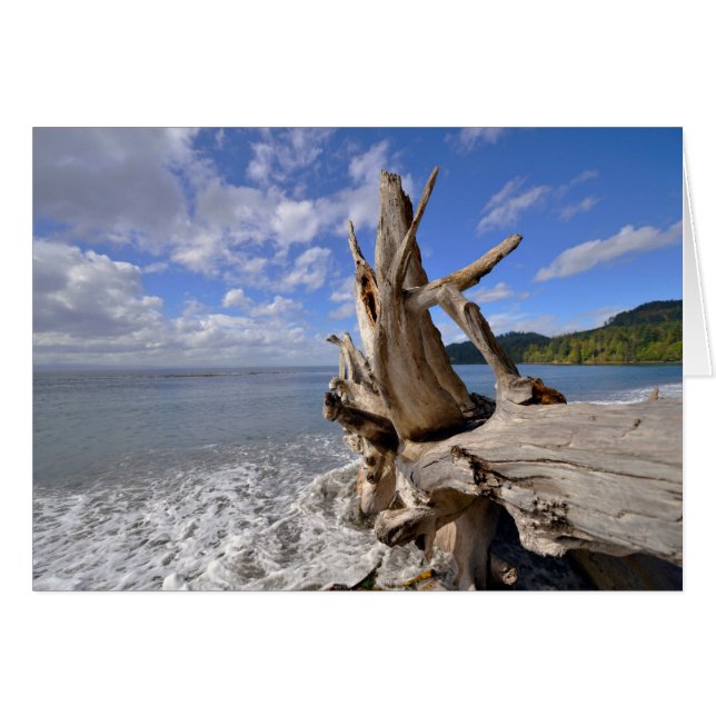 driftwood op de korte ijskast van Frans strand (Voorkant Horizontaal)