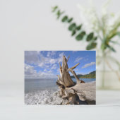 driftwood op de korte ijskast van Frans strand Briefkaart (Staand voorkant)