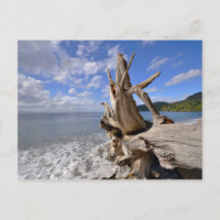 driftwood op de korte ijskast van Frans strand