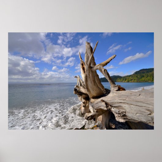 driftwood op de korte ijskast van Frans strand Poster (Voorkant)