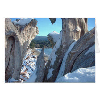 Driftwood Snow Glistens