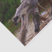 Driftwood Tissuepapier (Detail)