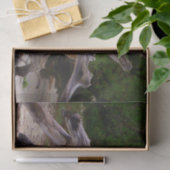 Driftwood Tissuepapier (Geschenk)