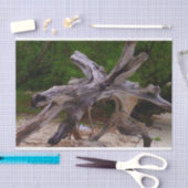 Driftwood Tissuepapier (Craft)