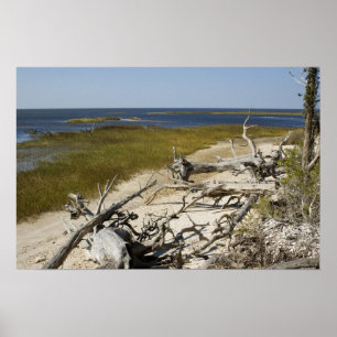 Drijfhout op de strand poster