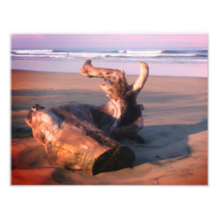 Drijfhoutstam Costa Rica Strand Foto Afdruk