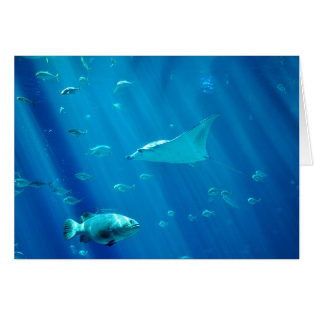 DrijfslagRay (Voorkant Horizontaal)