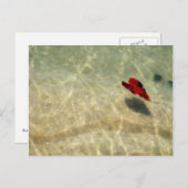 drijvend hart briefkaart (Voorkant / Achterkant)