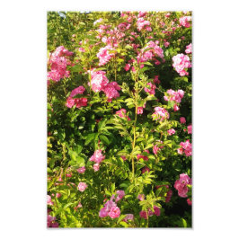 Drijvend Rosarium Foto Afdruk