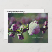 Drijvende amandelmond briefkaart (Voorkant / Achterkant)