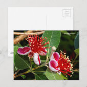 Drijvende anananas Guava / Guavasteen / Feijoa Briefkaart (Voorkant / Achterkant)