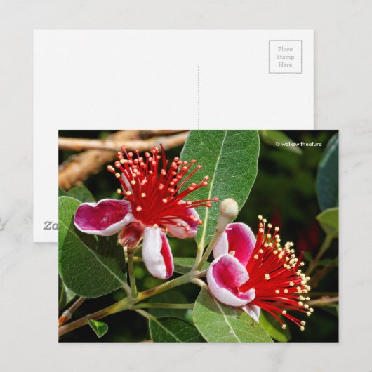 Drijvende anananas Guava / Guavasteen / Feijoa Briefkaart (Voorkant / Achterkant)