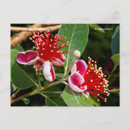 Drijvende anananas Guava / Guavasteen / Feijoa Briefkaart