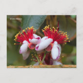 Drijvende anananas Guava / Guavasteen / Feijoa Briefkaart (Voorkant)