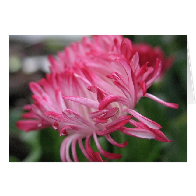 Drijvende anemon (Voorkant Horizontaal)