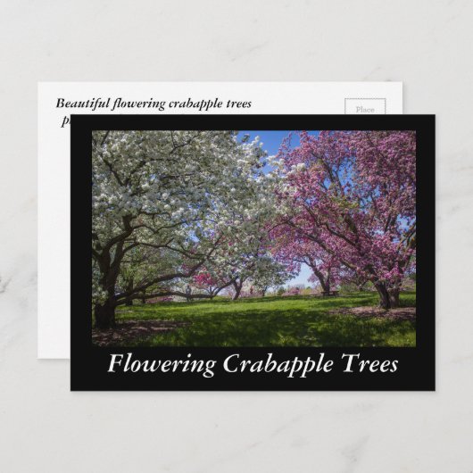 Drijvende appelbomen briefkaart (Voorkant / Achterkant)