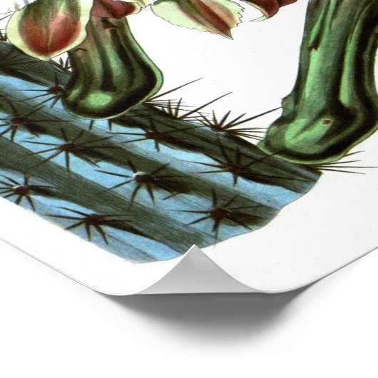 Drijvende Cactus No1  Natuurgeschiedenis Afdrukken Poster (Hoek)