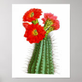 Drijvende Cactus No2  Natuurgeschiedenis Afdrukken Poster (Voorkant)