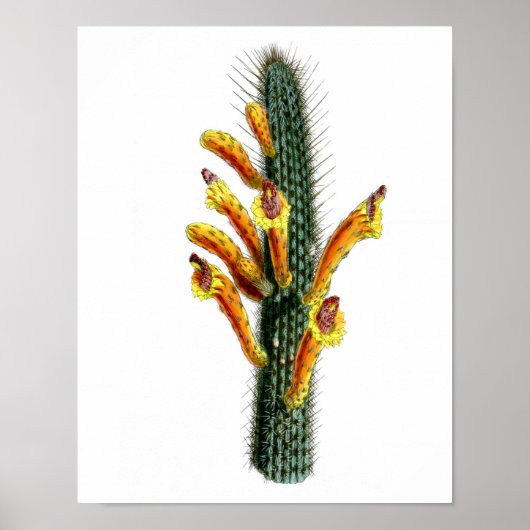 Drijvende Cactus No3 Natuurgeschiedenis Afdrukken Poster (Voorkant)