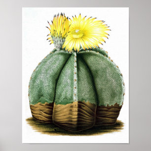 Drijvende Cactus No7  Natuurgeschiedenis Afdrukken Poster
