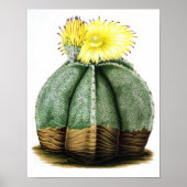 Drijvende Cactus No7  Natuurgeschiedenis Afdrukken Poster (Voorkant)
