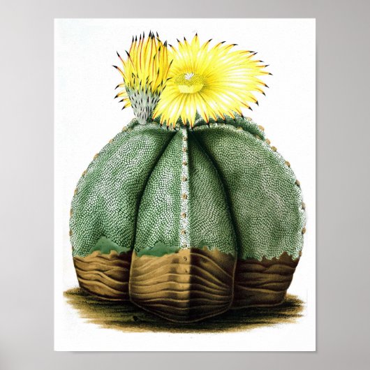 Drijvende Cactus No7  Natuurgeschiedenis Afdrukken Poster (Voorkant)
