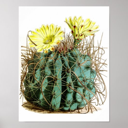 Drijvende cactus nr.5 natuurlijke geschiedenis af poster (Voorkant)