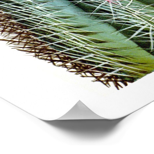 Drijvende cactus nr. 6  natuurlijke geschiedenis a poster (Hoek)