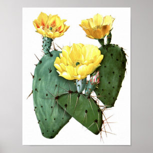 Drijvende cactus nr.8  natuurlijke geschiedenis af poster