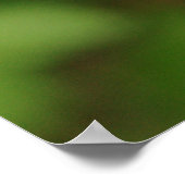 Drijvende Candelabra Primula Poster (Hoek)