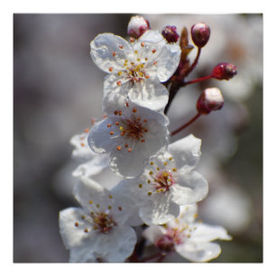Drijvende Cherry-boom  Foto Afdruk