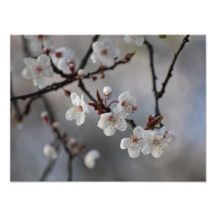 Drijvende Cherry-boom  Foto Afdruk