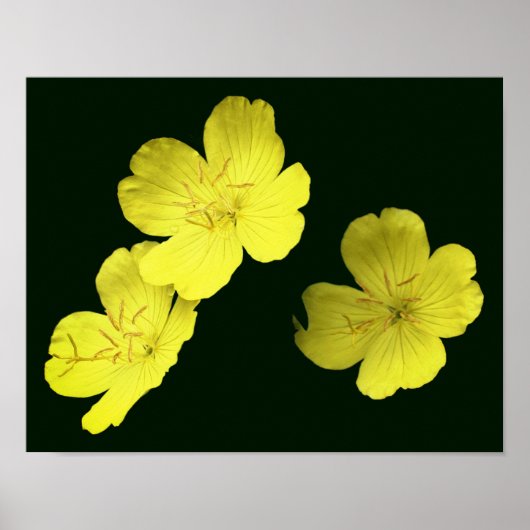 Drijvende gele wilde geranium bloemen poster (Voorkant)